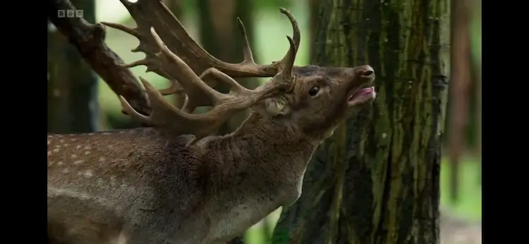 European fallow deer (Dama dama) as shown in Wild Isles - Woodland
